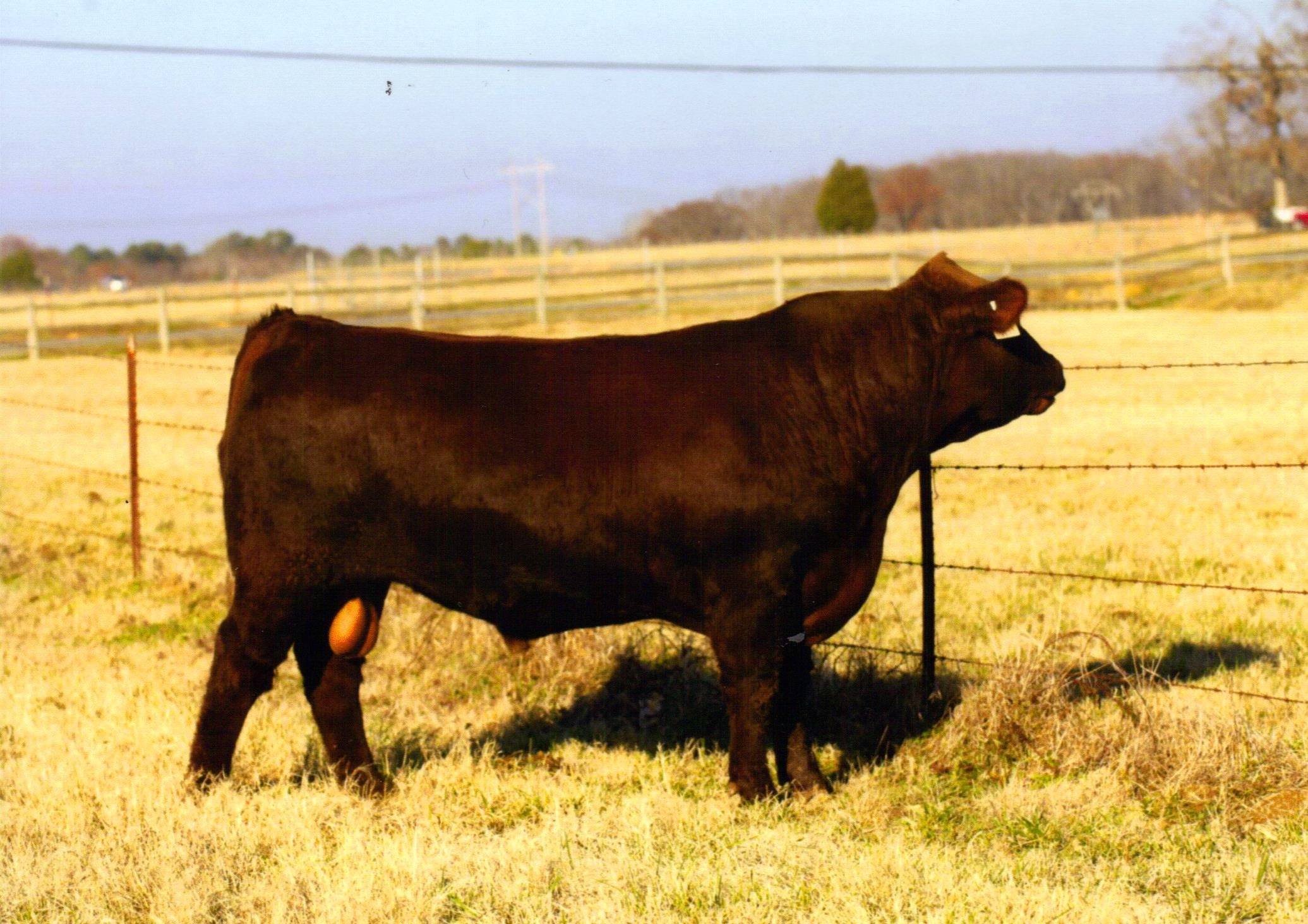 National Reserve Champion 2013