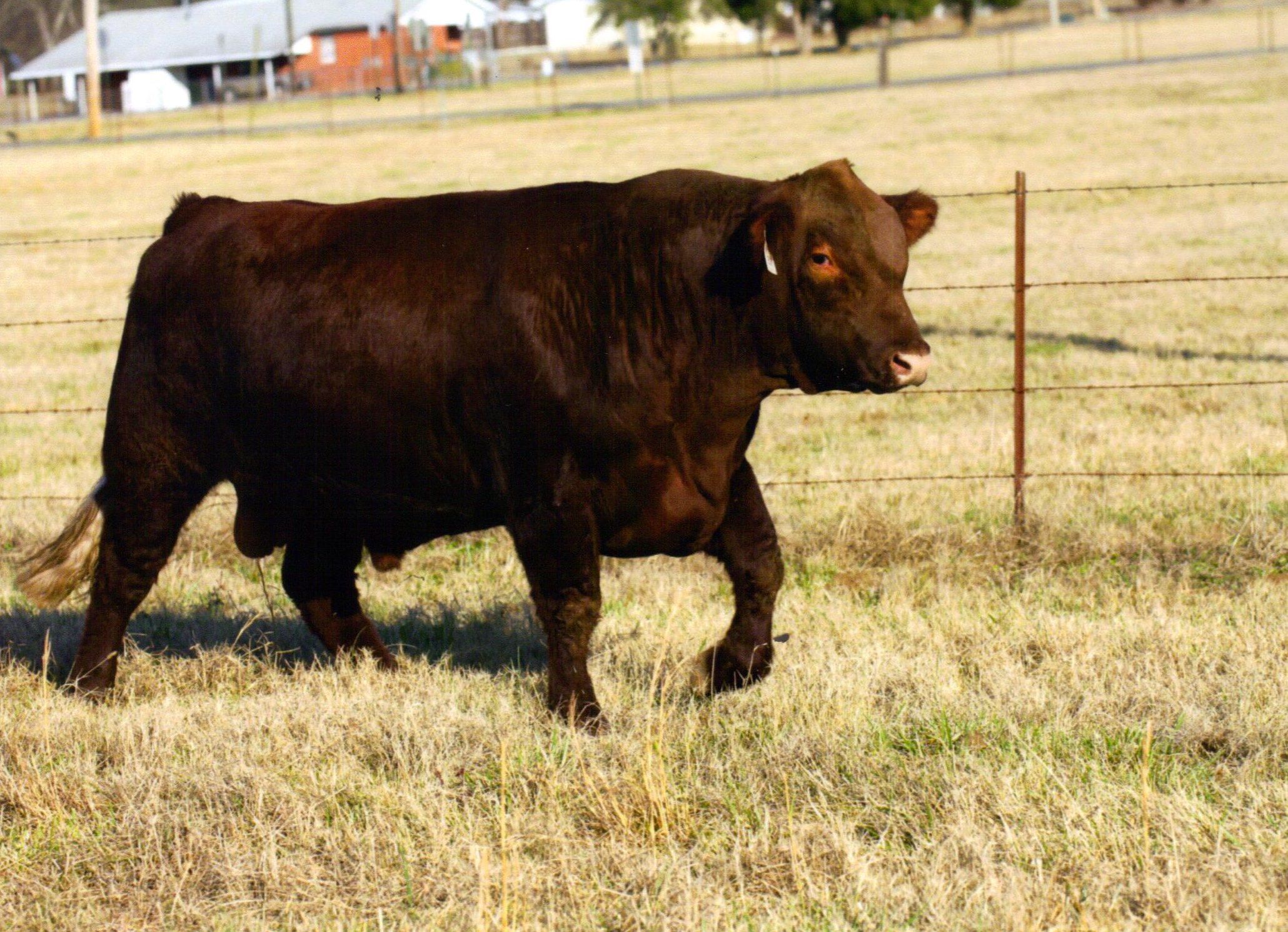 Champion Red Poll Bull
