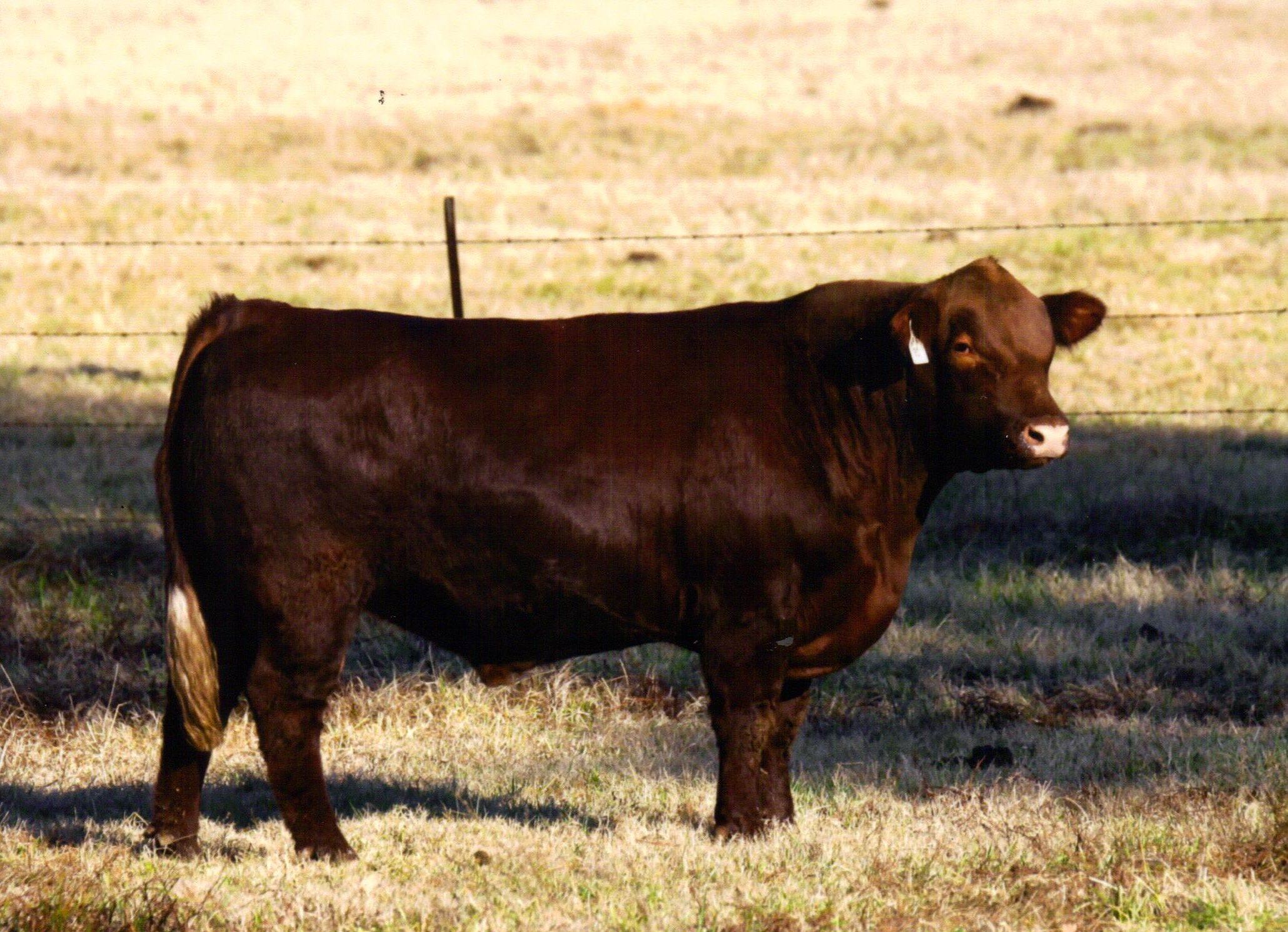 Redclound son of national champion Navigator