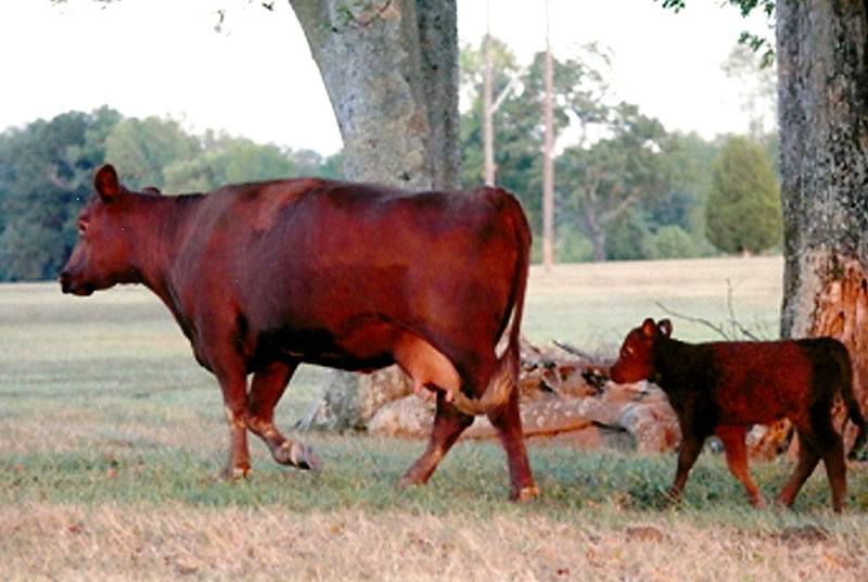 Older cow with her 8th calf. Structural soundness is a priority