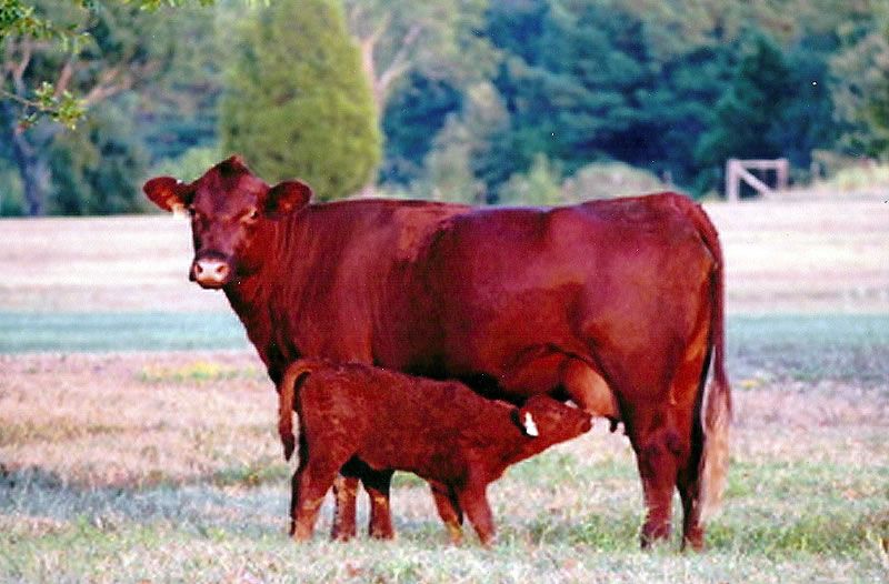 Typical Esquire calf that breed to grain pounds on milk and grass.