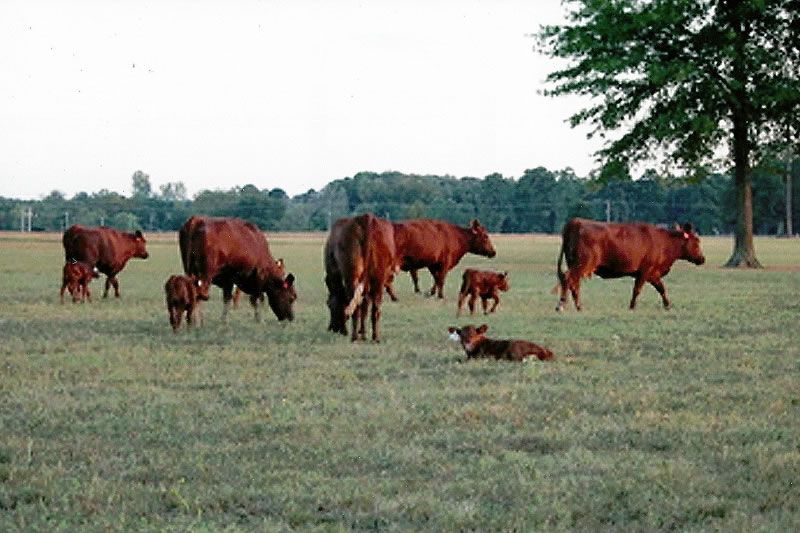 Cow calf pairs are always for sale.