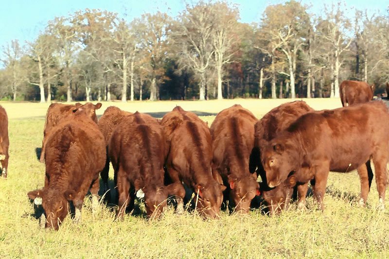 Red Poll Heifers for Sale