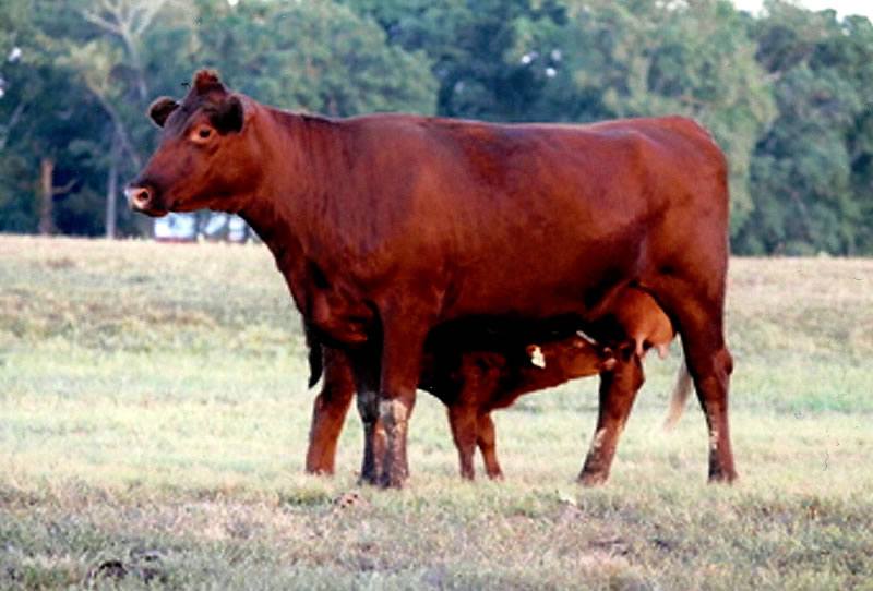 Typical female Esquire Cow with emphasis on milk production and excellent utter