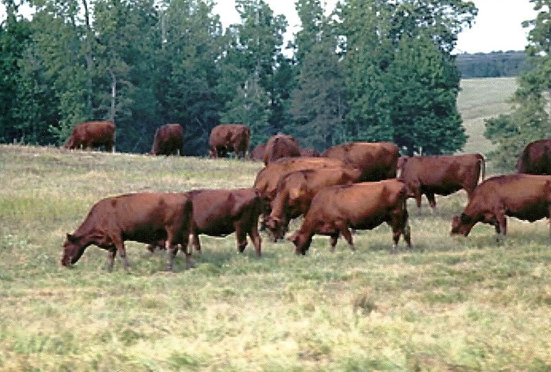 Saline County Ranch - Esquire Cattle
